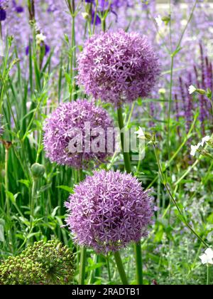 Globe géant leek floraison dans le jardin, oignon perse (Allium christophii) Banque D'Images