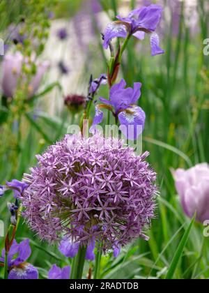 Globe géant leek floraison dans le jardin, oignon perse (Allium christophii) Banque D'Images