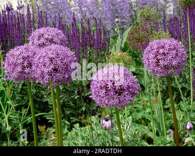 Globe géant leek floraison dans le jardin, oignon perse (Allium christophii) Banque D'Images