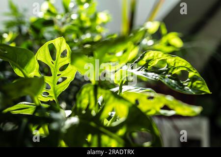 Les feuilles de Monstera Monkey Mask ou obliqua ou Adansoni gros plan dans les rayons du soleil Banque D'Images