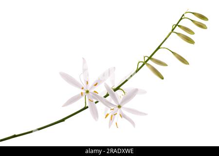 Fleurs de nénuphars de St Bernard isolées sur blanc Banque D'Images