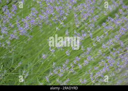 Fleurs de lavande parfumées dans le jardin, plein cadre. Mise au point douce sur les fleurs de lavande violettes. Ingrédient de parfum, aromathérapie. Gros plan. Banque D'Images