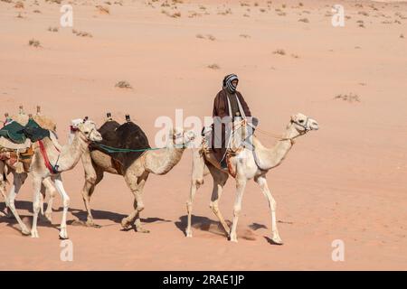 Wadi Rum, Jordanie - 19 décembre 2022 : un chauffeur de chameau conduit sa caravane à travers les sables de Wadi Rum en Jordanie, au bord du grand désert arabe Banque D'Images