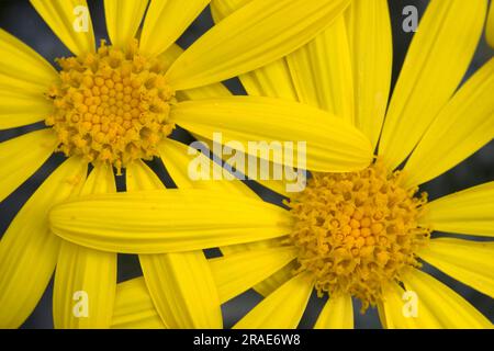 Pâquerettes jaunes (Euryops pectinatus) Banque D'Images