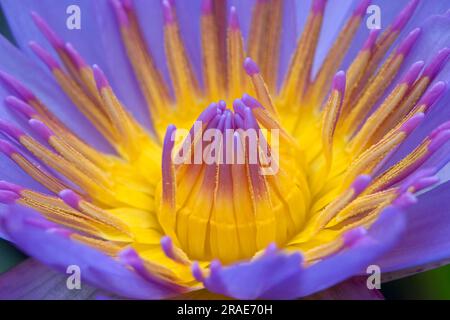 Nénuphars bleu (Nymphaea stellata) Banque D'Images