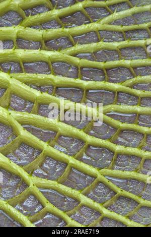 Nénuphars géants (Victoria amazonica), nénuphars amazoniens, nénuphars géants, sous-sol Banque D'Images