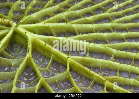 Nénuphars géants (Victoria amazonica), nénuphars amazoniens, nénuphars géants, sous-sol Banque D'Images