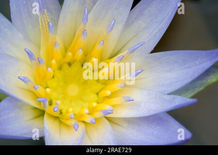 Nénuphar (Nymphaea x daubenyana) Banque D'Images