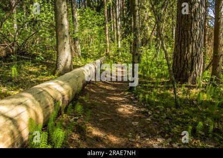 Vieux tronc d'arbre d'aulne mort allongé sur le sol dans une forêt fraîche de feuillus. Photo de haute qualité Banque D'Images