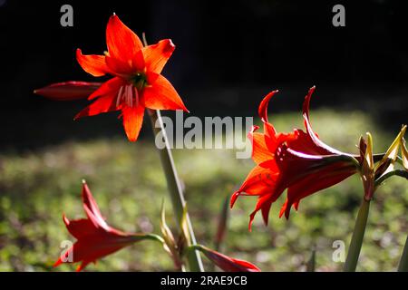 détail du bouton de fleur d'amaryllis - pétales rouges au premier plan. Jardin fleuri. mise au point sélective. Banque D'Images