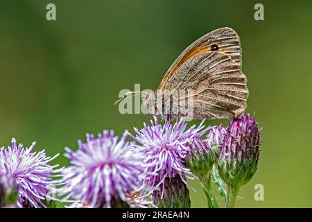 Un joli gros plan d'un papillon de Dame peint reposant sur des fleurs violettes Banque D'Images