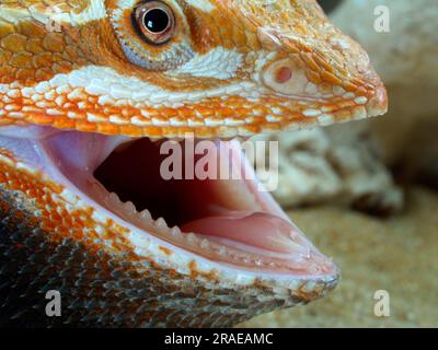 Dragon barbu (Amphibolore vitticeps) (Pogona barbatus) Banque D'Images