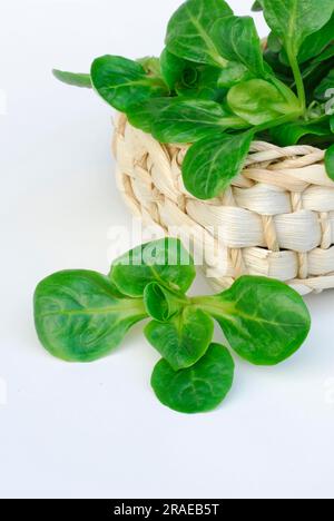 Salade de maïs (Valerianella locusta) dans des paniers, Rapuenzchen Banque D'Images