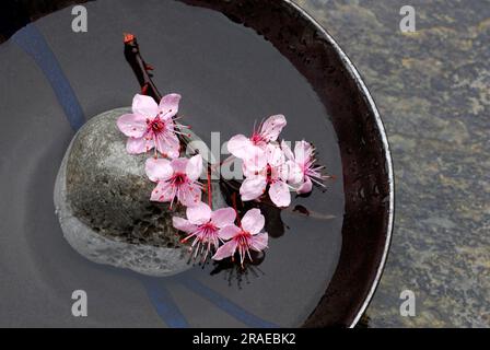 Prune de cerise, fleurs en carapace (Prunus cerasifera, fleurs de prune, prune de sang Banque D'Images