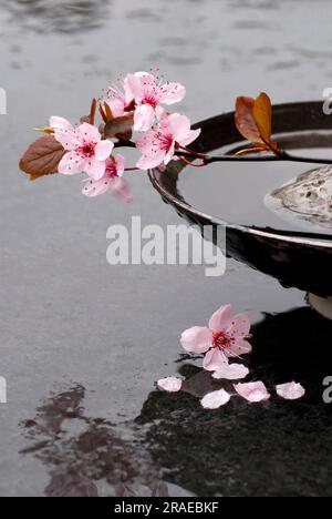 Fleurs de pruniers de cerisier dans un bol (Prunus cerasifera), pruniers à feuilles violettes Banque D'Images