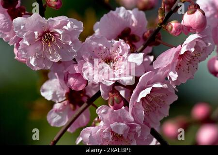 Prune de sang, fleur de prune, myrobolane (Prunus cerasifera) Banque D'Images