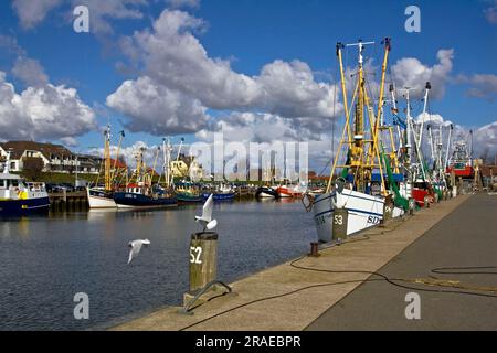 Pêcheur, port, Buesum, Schleswig-Holstein, Allemagne Banque D'Images