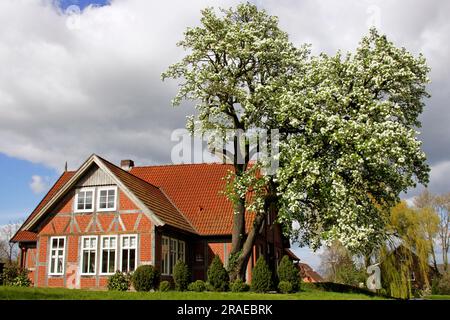 Poire à côté de la maison à colombages, Schleswig-Holstein, poire, poire européenne (Pyrus communis) Banque D'Images