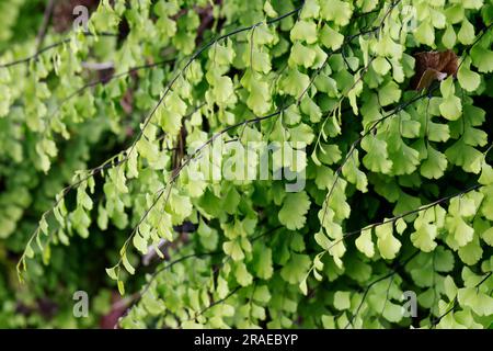 Frauenhaar-Farn, Echter Frauenhaar-Farn, Frauenhaarfarn, Vénus-Haar, Venushaar, Venushaar-Farn, Gewöhnlicher Frauenhaarfarn, Venushaarfarn, Adiantum c Banque D'Images