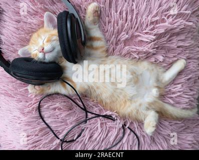 un joli chaton rouge repose sur son dos dans un casque sur un coussin rose doux. confort et détente de votre animal de compagnie bien-aimé. Humour. journée du chat Banque D'Images