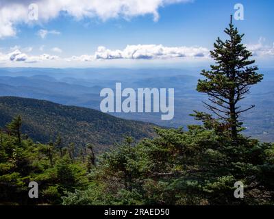 Depuis Mount Mansfield, Vermont, États-Unis, un pin entoure la vue du paysage ci-dessous. Banque D'Images