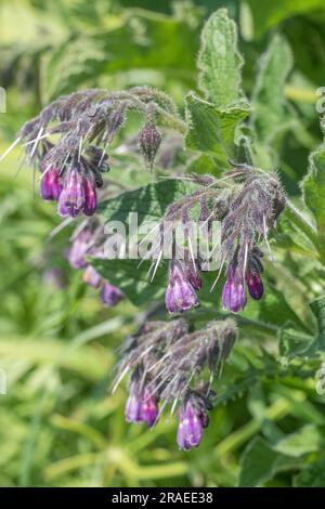 Bouquet de fleurs de Comfrey / Symphytum officinale lors d'une journée ensoleillée d'été. Utilisé comme plante médicinale et connue sous le nom de Bone-kit. Banque D'Images