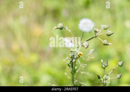 Semis du chef de fleur de Prickly SOW-Thistle / Sonchus asper sur un sol de déchets. Membre de la famille des Asteraceae ou Daisy. Mauvaises herbes du Royaume-Uni. Banque D'Images