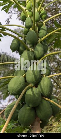 Vue détaillée d'un bouquet de papayes, un fruit tropical cru encore sur l'arbre, en Angola, en Afrique... Banque D'Images