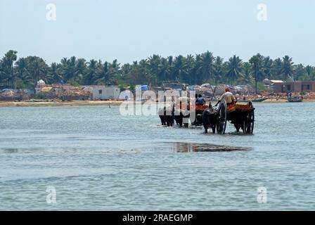 Des charrettes de Buffalo transportant des briques et traversant le lac Pulicat est le deuxième plus grand lac d'eau saumâtre en Inde. Sur la côte de Coromandal à Pulicat Banque D'Images