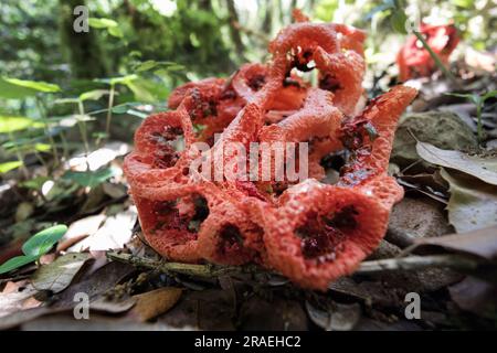 Le champignon stickhorn laticé (Clathrus ruber), également connu sous le nom de champignon du panier ou de la cage rouge, Habitat des forêts, Ardèche, France Banque D'Images