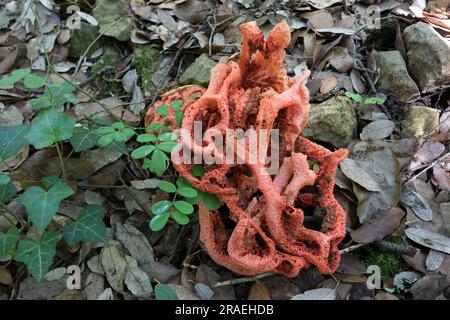 Le champignon stickhorn laticé (Clathrus ruber), également connu sous le nom de champignon du panier ou de la cage rouge, Habitat des forêts, Ardèche, France Banque D'Images