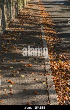 Un pavé parsemé de feuilles de hêtre tombées et de longues ombres strippées Banque D'Images