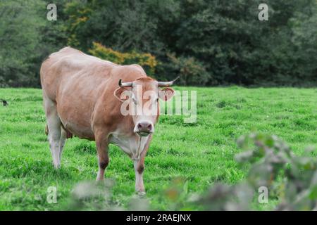 une vache brune se tient dans un champ sur l'herbe verte, il y a une place pour une inscription. Photo de haute qualité Banque D'Images