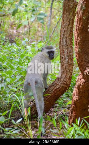 Un singe vervet dans une réserve naturelle au Zimbabwe. Banque D'Images