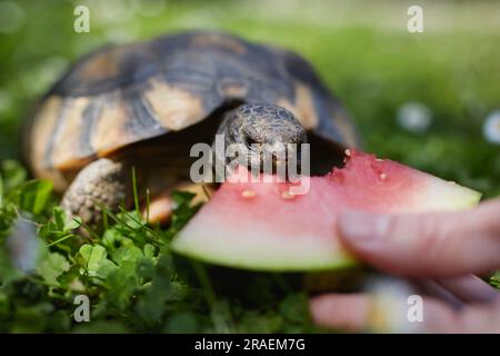 Propriétaire d'animal de compagnie donnant sa tortue mûre pastèque à manger dans l'herbe sur cour arrière. Vie domestique avec animaux exotiques pendant la journée ensoleillée d'été. Banque D'Images