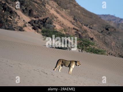 (230703) -- WINDHOEK, 3 juillet 2023 (Xinhua) -- Un lion est photographié au bassin hydrographique de la rivière Hoanib, dans le nord de la Namibie, le 8 février 2023. Le gouvernement namibien prend une position proactive pour protéger et maintenir sa population de lions en déclin dans la partie nord-ouest du pays, a déclaré un responsable lundi. (Xinhua/Chen Cheng) Banque D'Images