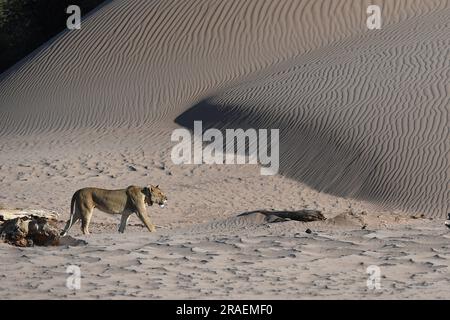 (230703) -- WINDHOEK, 3 juillet 2023 (Xinhua) -- Un lion est photographié au bassin hydrographique de la rivière Hoanib, dans le nord de la Namibie, le 8 février 2023. Le gouvernement namibien prend une position proactive pour protéger et maintenir sa population de lions en déclin dans la partie nord-ouest du pays, a déclaré un responsable lundi. (Xinhua/Chen Cheng) Banque D'Images