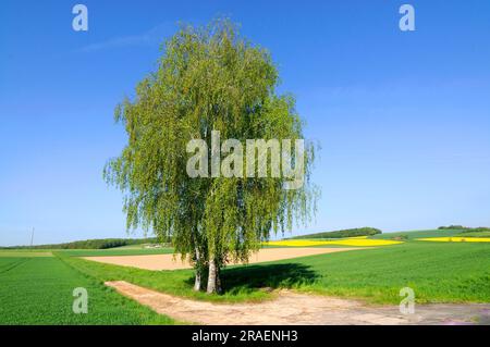 Bouleau à sable, bouleau blanc, bouleau blanc (Betula pendula), bouleau Banque D'Images