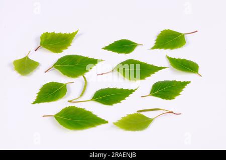 Bouleau à sable, feuilles, bouleau blanc, bouleau blanc (Betula pendula), bouleau, feuille de bouleau Banque D'Images