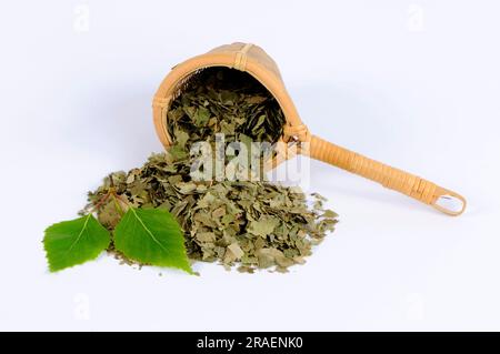 Feuilles de bouleau séchées, bouleau à sable, bouleau blanc, bouleau pleureux (Betula pendula), bouleau Banque D'Images