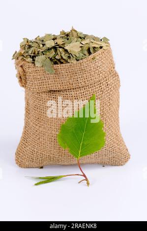 Feuilles de bouleau séchées, bouleau à sable, bouleau blanc, bouleau pleureux (Betula pendula), bouleau Banque D'Images