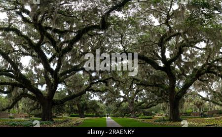 Murrells Inlet, États-Unis - 21 juin 2023 : vue panoramique sur le paysage de la Live Oak Allee dans Brookgreen Gardens Banque D'Images