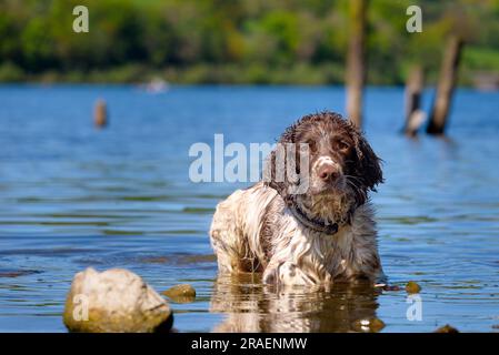 Anglais Springer Spaniel natation à Ullswater dans le Lake District, Royaume-Uni Banque D'Images