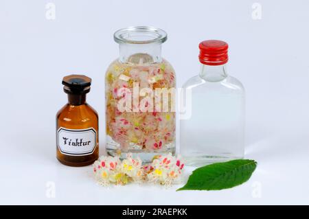 Ingrédients pour les fleurs de châtaignier de cheval (Aesculus hippocastanum), châtaignier de cheval à fleurs blanches, teinture de fleur de châtaignier de cheval, fleur de châtaignier de cheval Banque D'Images