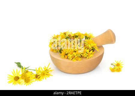 Fleurs de ragwort dans un mortier sur blanc. Utilisé en phytothérapie pour traiter les coliques, les rhumatismes, la sciatique, les périodes douloureuses, les symptômes de la ménopause, toxique pour Banque D'Images