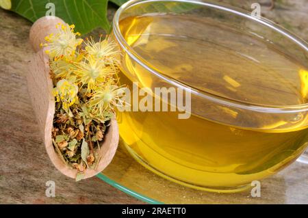 Tasse de thé de fleur de lime (Tilia platyphyllos), tilleul d'été, thé de fleur de lime Banque D'Images