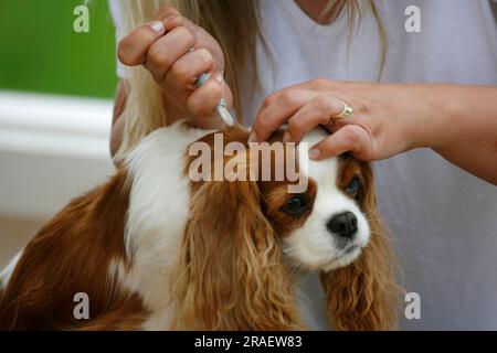 Femme enlève la tique de cavalier King Charles Spaniel, Blenheim, pinces à tiques Banque D'Images