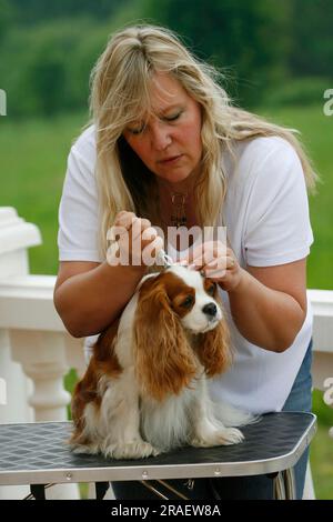 Femme enlève la tique de cavalier King Charles Spaniel, Blenheim, pinces à tiques Banque D'Images