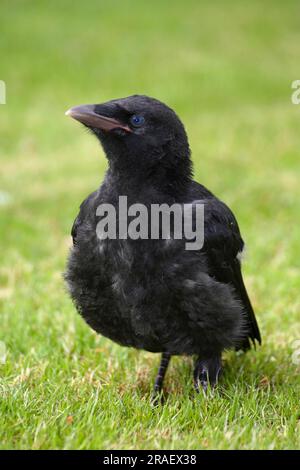 Carrion Crow (Corvus corone corone), naissant Banque D'Images