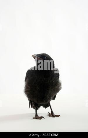 Carrion Crow (Corvus corone corone), naissant Banque D'Images